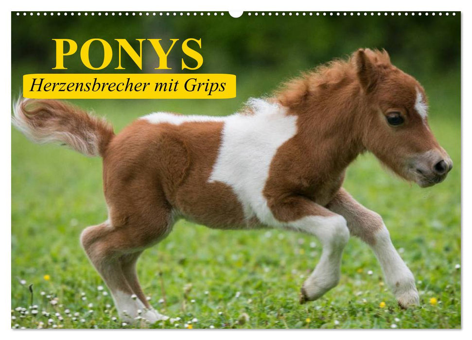 Ponys. Herzensbrecher mit Grips (CALVENDO Wandkalender 2026)