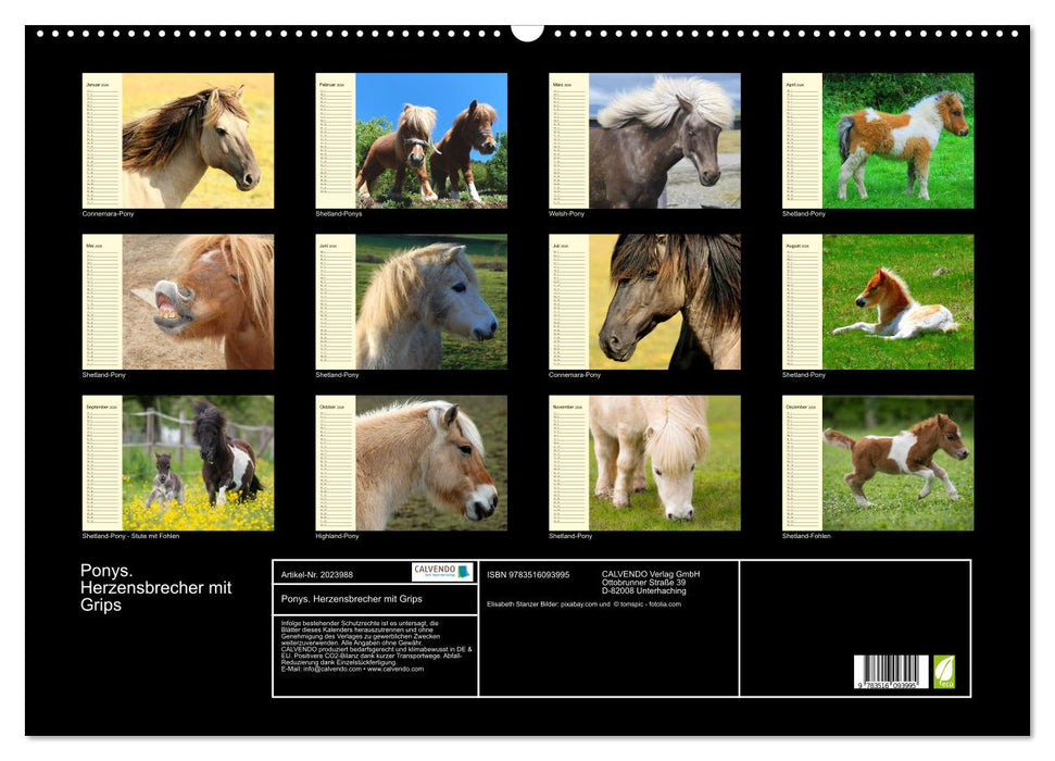 Ponys. Herzensbrecher mit Grips (CALVENDO Wandkalender 2026)