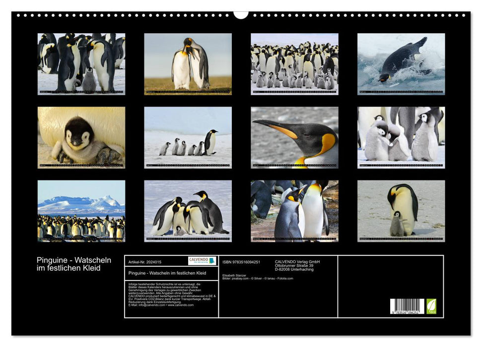 Pinguine - Watscheln im festlichen Kleid (CALVENDO Wandkalender 2026)