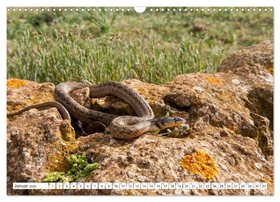 SCHLANGEN. JÄGER MIT GESPALTENER ZUNGE (CALVENDO Wandkalender 2026)