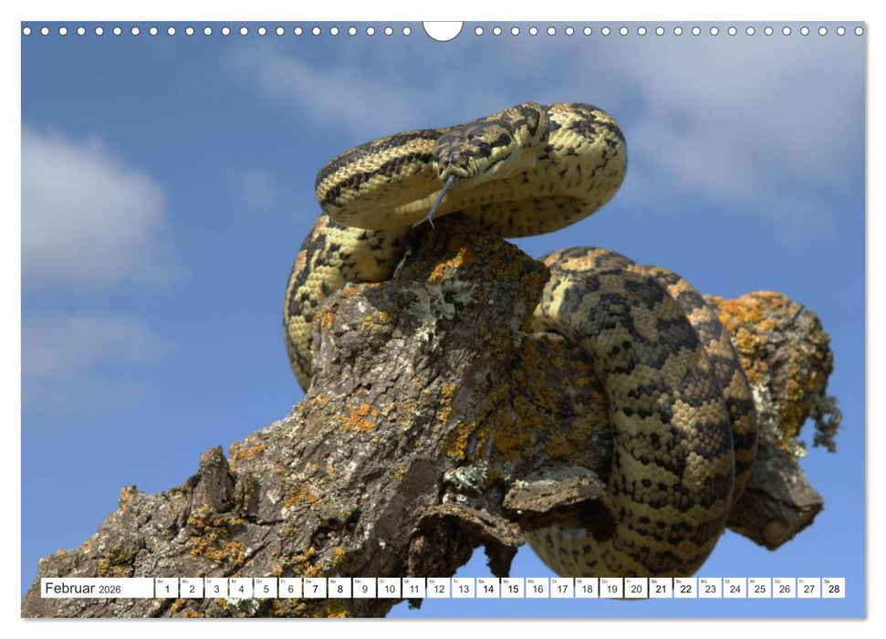 SCHLANGEN. JÄGER MIT GESPALTENER ZUNGE (CALVENDO Wandkalender 2026)