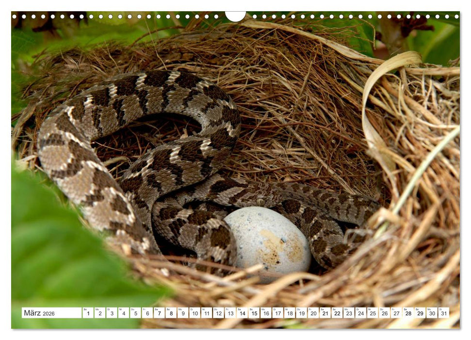 SCHLANGEN. JÄGER MIT GESPALTENER ZUNGE (CALVENDO Wandkalender 2026)