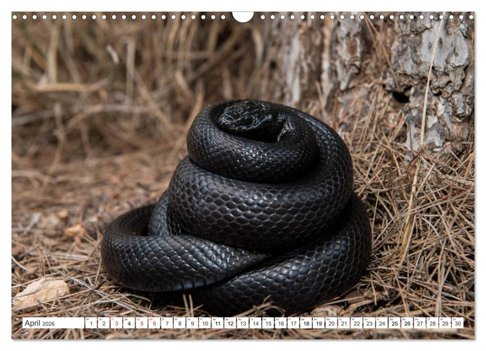 SCHLANGEN. JÄGER MIT GESPALTENER ZUNGE (CALVENDO Wandkalender 2026)