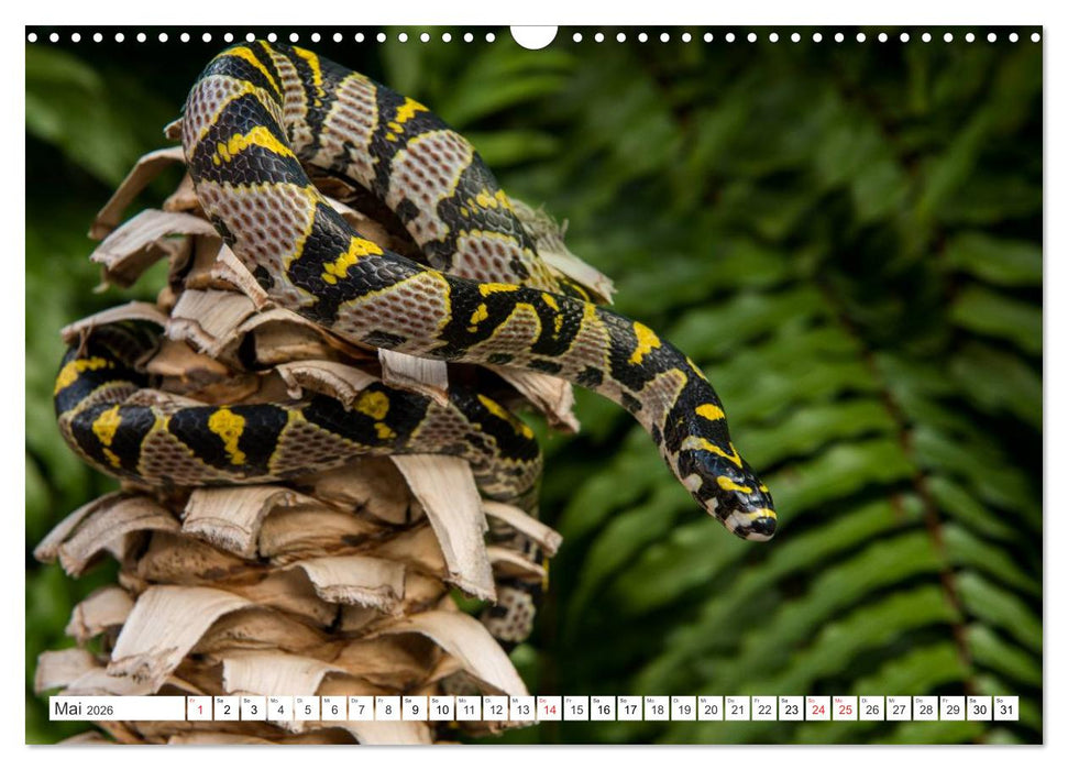 SCHLANGEN. JÄGER MIT GESPALTENER ZUNGE (CALVENDO Wandkalender 2026)