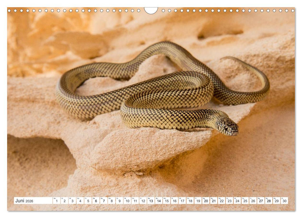 SCHLANGEN. JÄGER MIT GESPALTENER ZUNGE (CALVENDO Wandkalender 2026)