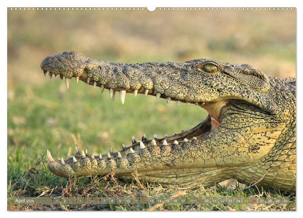 Wildtierparadies Afrika - Eine Foto-Reise durch die Savannen (CALVENDO Premium Wandkalender 2026)