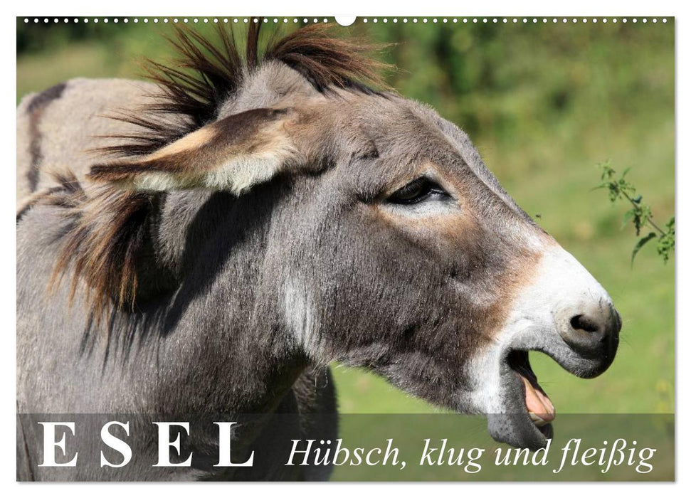Esel - hübsch, klug und fleißig (CALVENDO Wandkalender 2026)