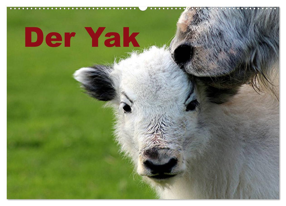 Der Yak (CALVENDO Wandkalender 2026)