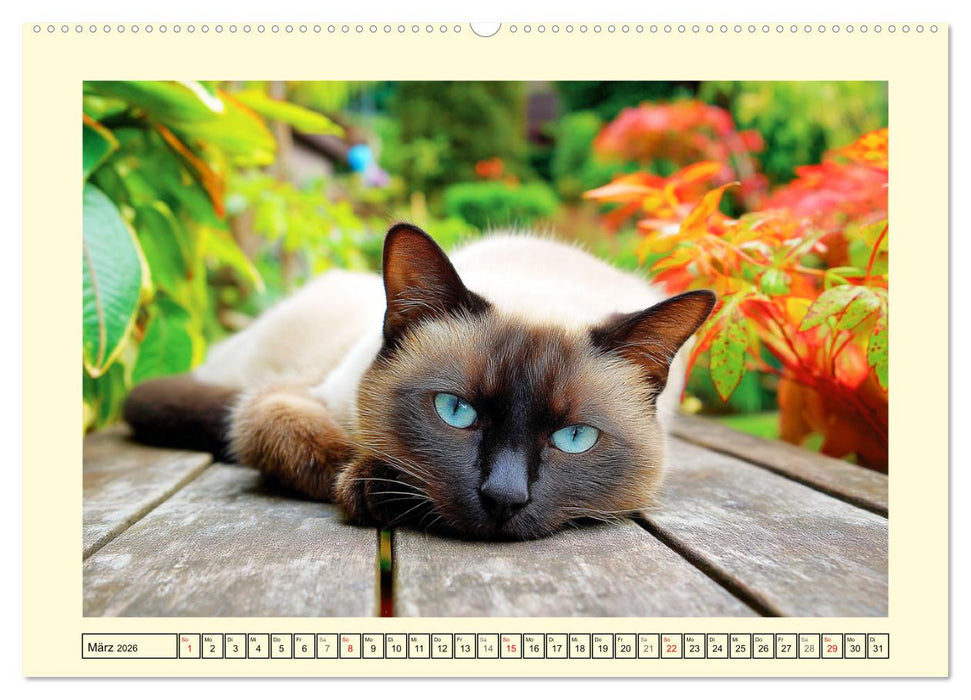 Edle Siamkatzen. Anmut und Charakter im Spiel mit der Natur (CALVENDO Wandkalender 2026)