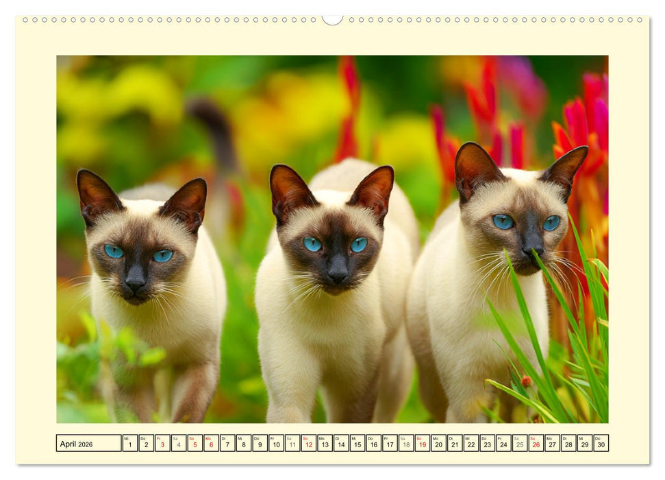 Edle Siamkatzen. Anmut und Charakter im Spiel mit der Natur (CALVENDO Wandkalender 2026)