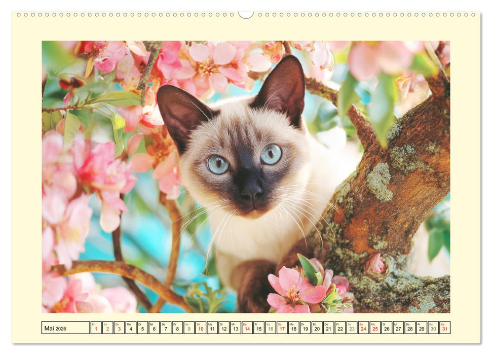 Edle Siamkatzen. Anmut und Charakter im Spiel mit der Natur (CALVENDO Wandkalender 2026)