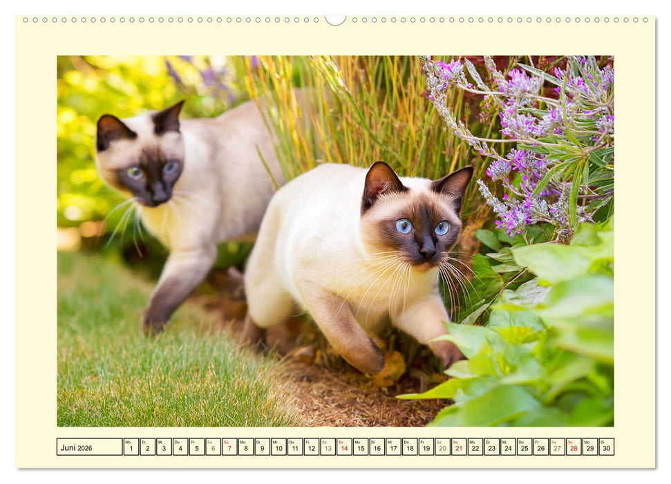 Edle Siamkatzen. Anmut und Charakter im Spiel mit der Natur (CALVENDO Wandkalender 2026)