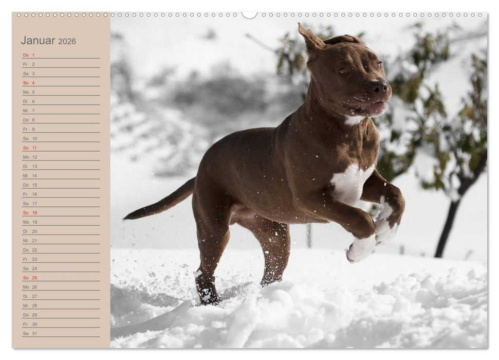 American Staff und Co. (CALVENDO Premium Wandkalender 2026)