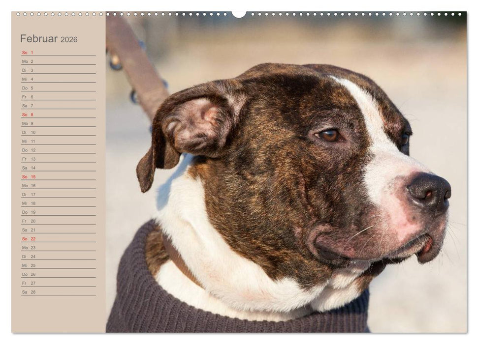 American Staff und Co. (CALVENDO Premium Wandkalender 2026)