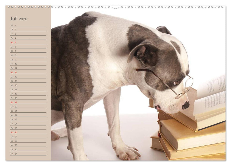 American Staff und Co. (CALVENDO Premium Wandkalender 2026)