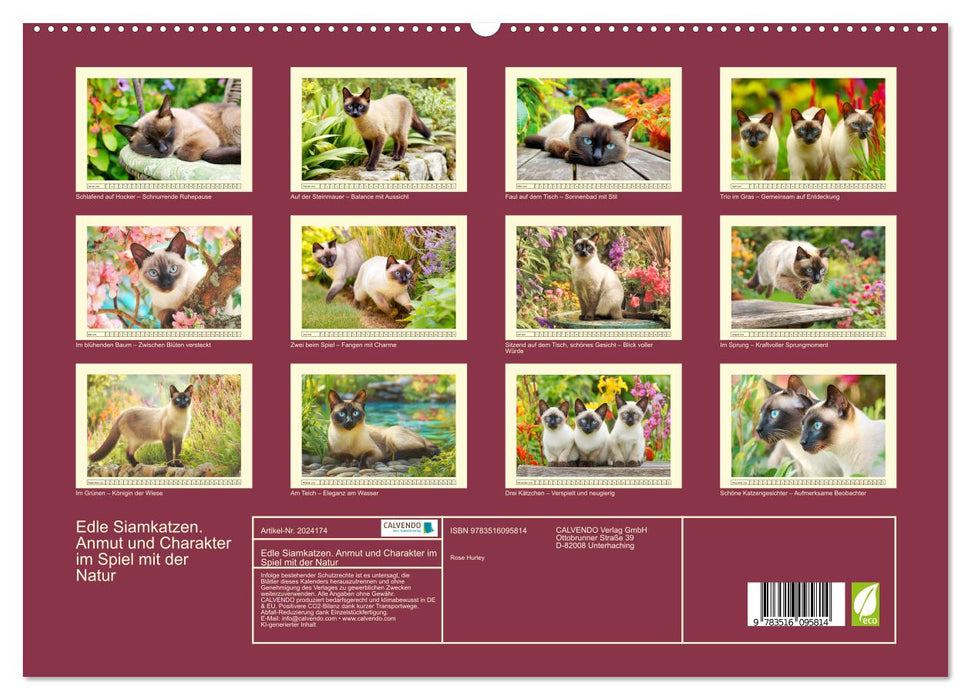 Edle Siamkatzen. Anmut und Charakter im Spiel mit der Natur (CALVENDO Premium Wandkalender 2026)