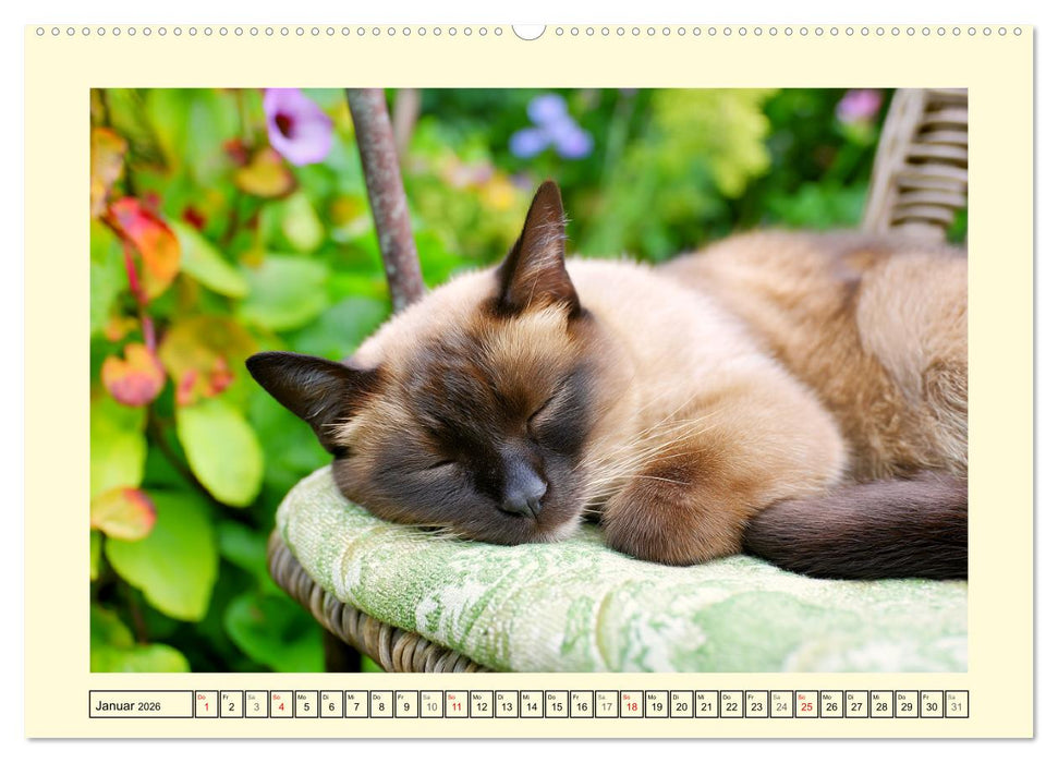 Edle Siamkatzen. Anmut und Charakter im Spiel mit der Natur (CALVENDO Premium Wandkalender 2026)