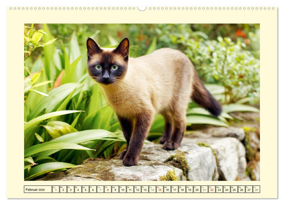 Edle Siamkatzen. Anmut und Charakter im Spiel mit der Natur (CALVENDO Premium Wandkalender 2026)