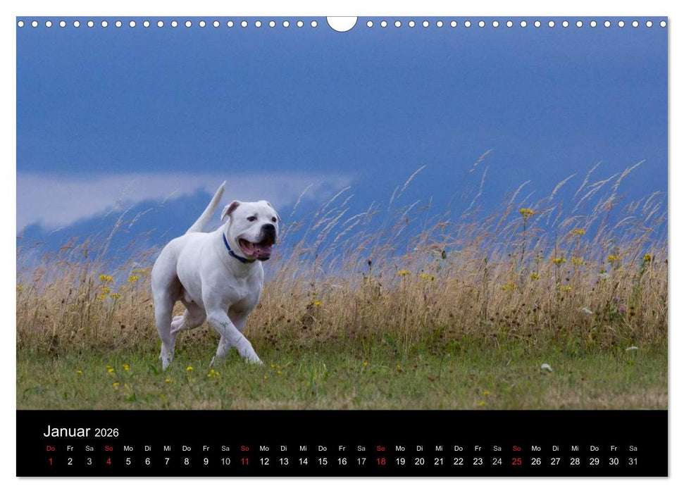 American Bulldog - stolz, loyal, einzigartig (CALVENDO Wandkalender 2026)