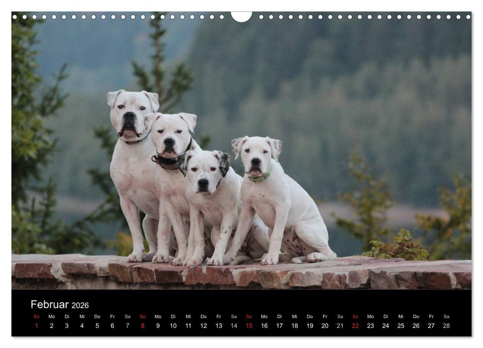 American Bulldog - stolz, loyal, einzigartig (CALVENDO Wandkalender 2026)