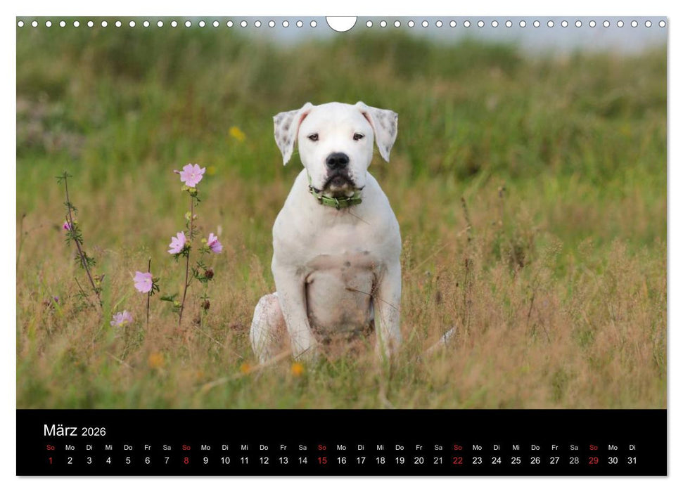American Bulldog - stolz, loyal, einzigartig (CALVENDO Wandkalender 2026)