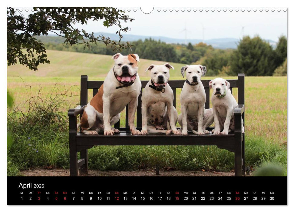 American Bulldog - stolz, loyal, einzigartig (CALVENDO Wandkalender 2026)