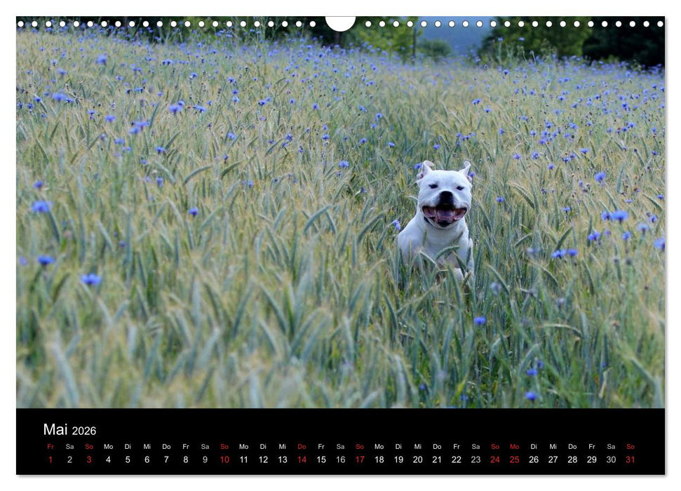 American Bulldog - stolz, loyal, einzigartig (CALVENDO Wandkalender 2026)