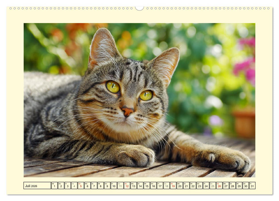 Geliebte Katzen. Unsere zauberhaften Hauskatzen im Garten (CALVENDO Premium Wandkalender 2026)