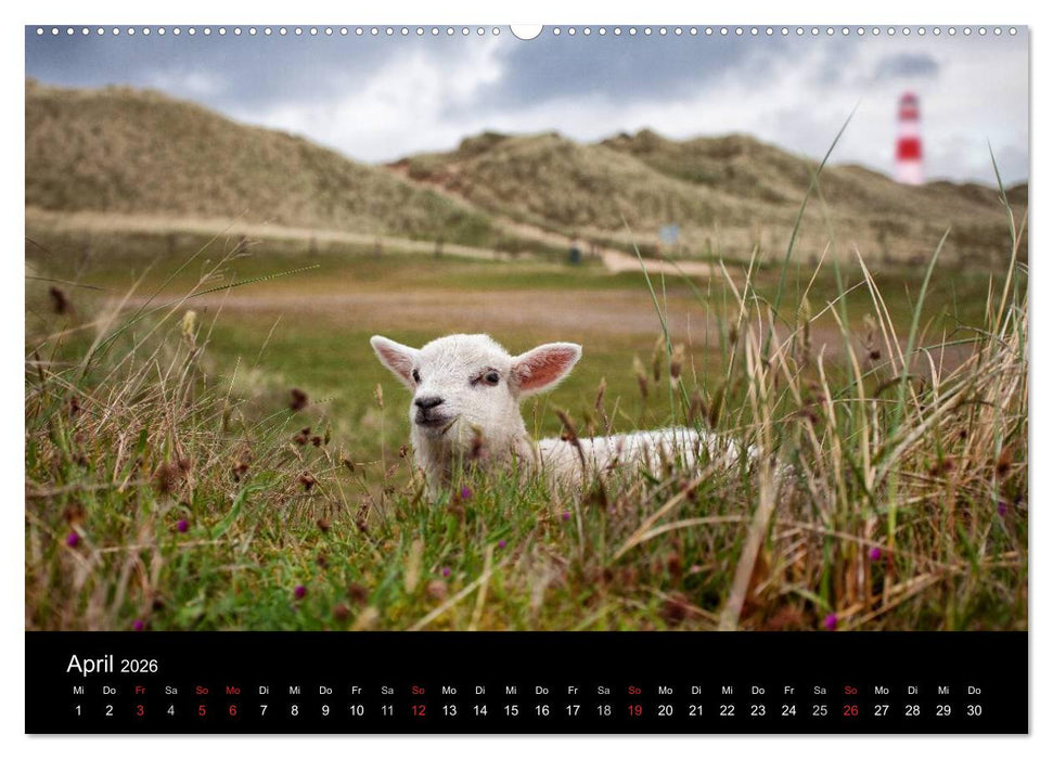 SYLT hinter den Dünen (CALVENDO Premium Wandkalender 2026)