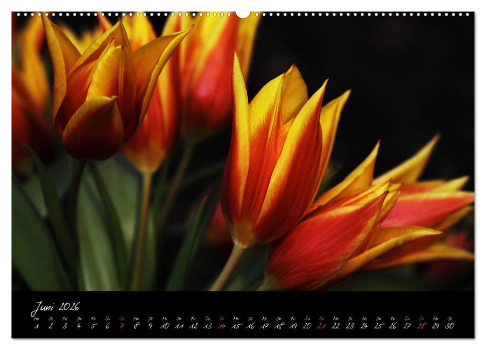 Soul-Jazz - Visuelle Musik der Blumen (CALVENDO Premium Wandkalender 2026)