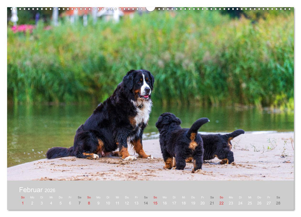 Liebling BERNER SENNENHUND (CALVENDO Premium Wandkalender 2026)