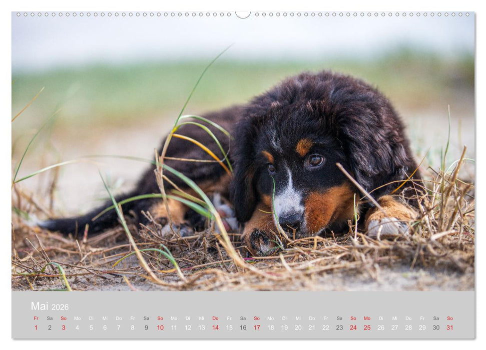 Liebling BERNER SENNENHUND (CALVENDO Premium Wandkalender 2026)