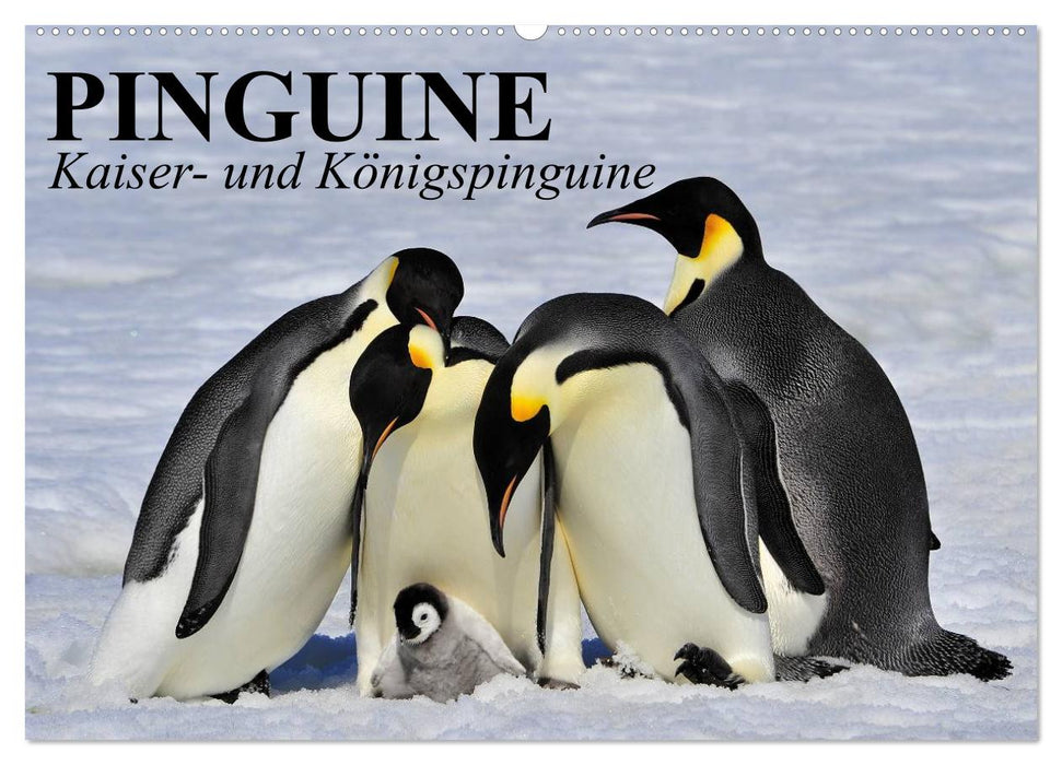 Pinguine - Kaiser- und Königspinguine (CALVENDO Wandkalender 2026)