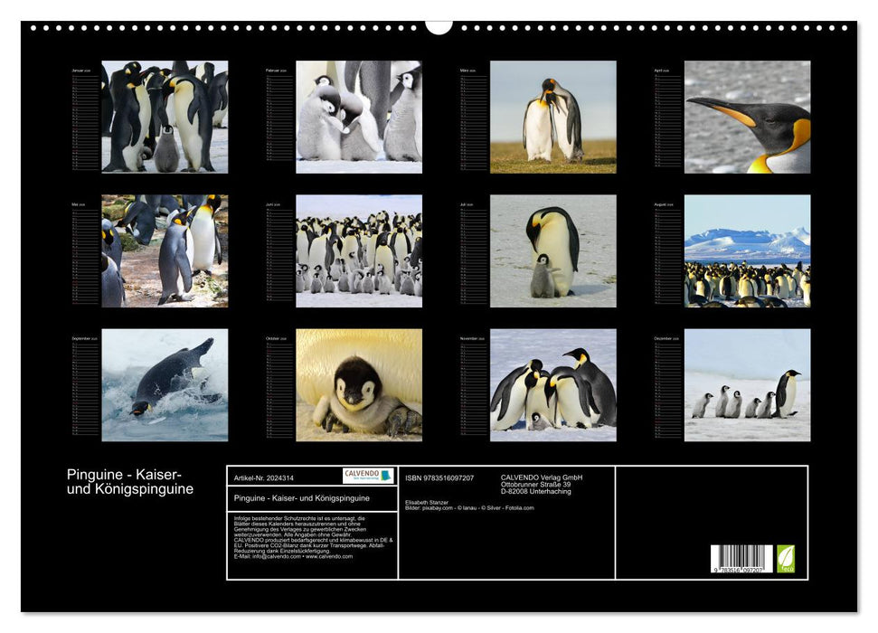 Pinguine - Kaiser- und Königspinguine (CALVENDO Wandkalender 2026)