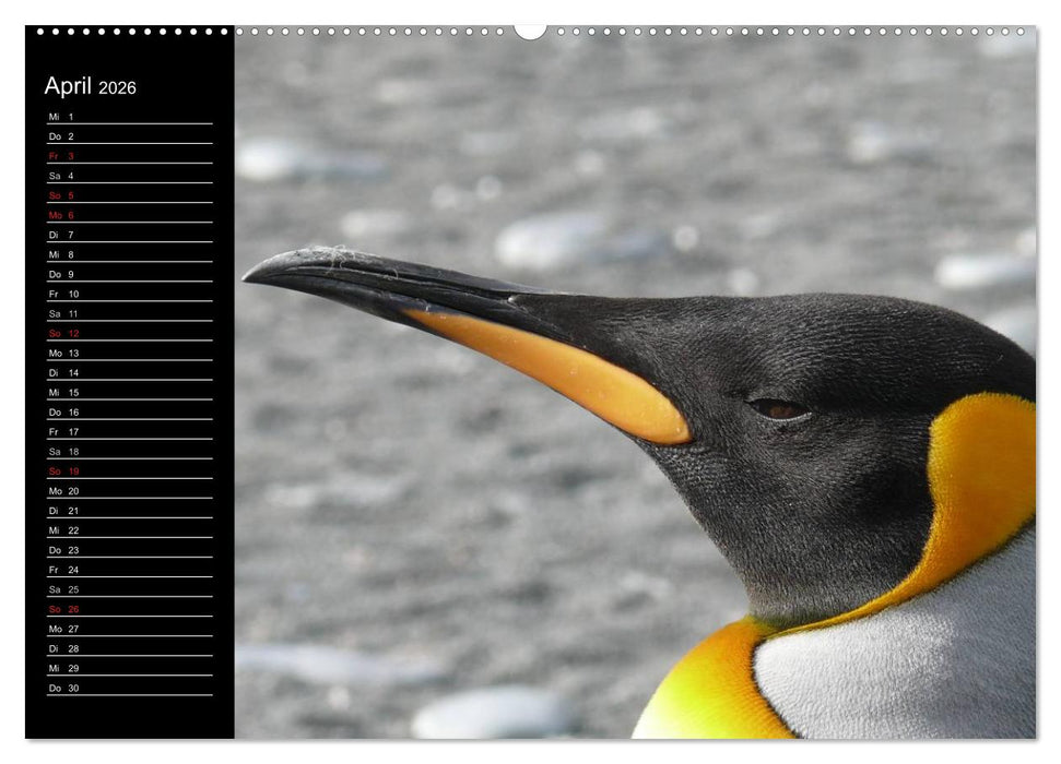 Pinguine - Kaiser- und Königspinguine (CALVENDO Wandkalender 2026)