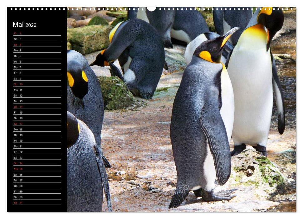 Pinguine - Kaiser- und Königspinguine (CALVENDO Wandkalender 2026)