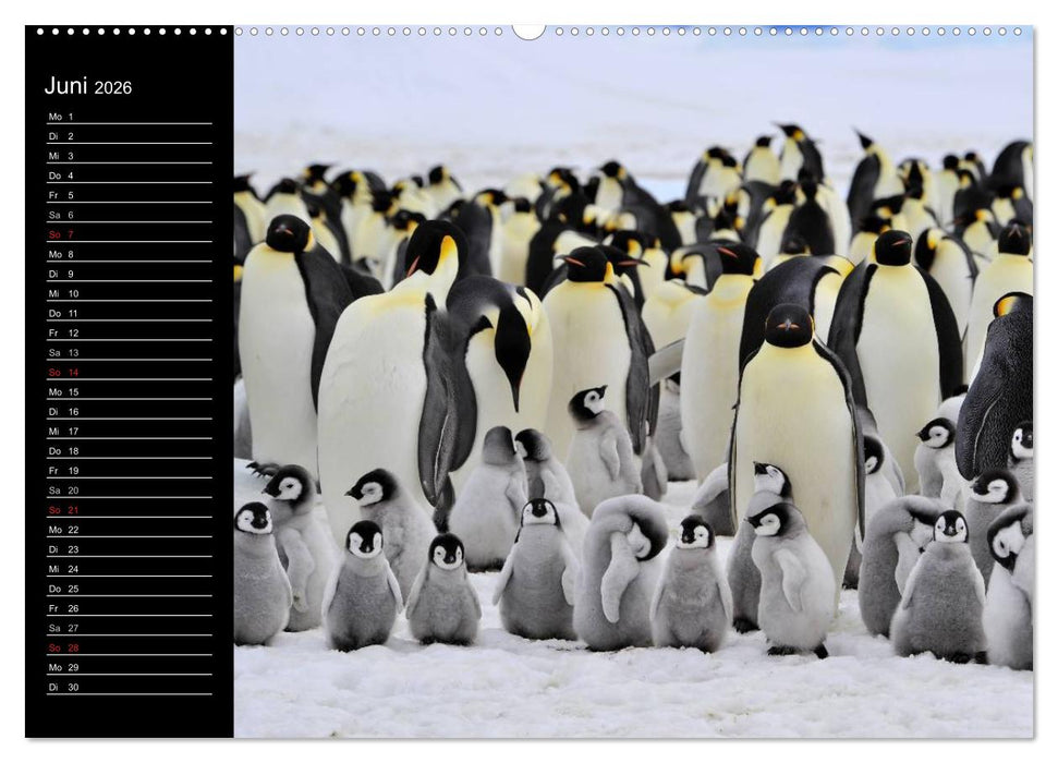 Pinguine - Kaiser- und Königspinguine (CALVENDO Wandkalender 2026)