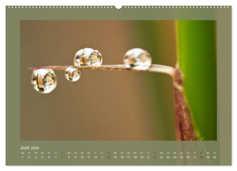 Bambus (CALVENDO Premium Wandkalender 2026)