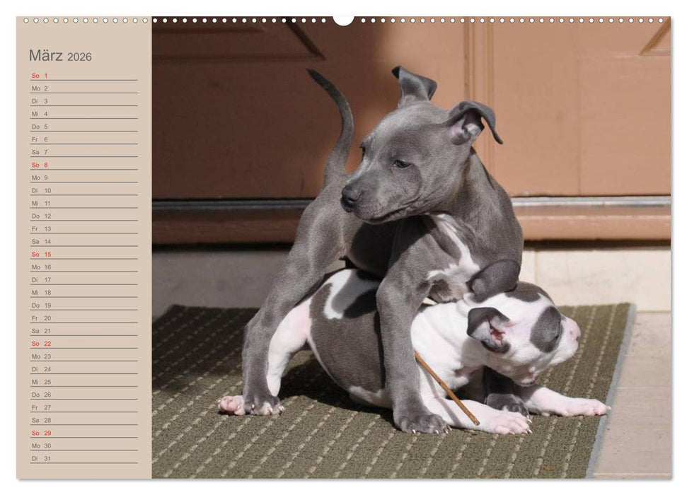 American Staff und Co. (CALVENDO Wandkalender 2026)