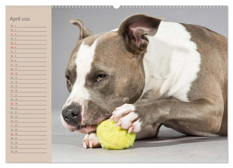 American Staff und Co. (CALVENDO Wandkalender 2026)