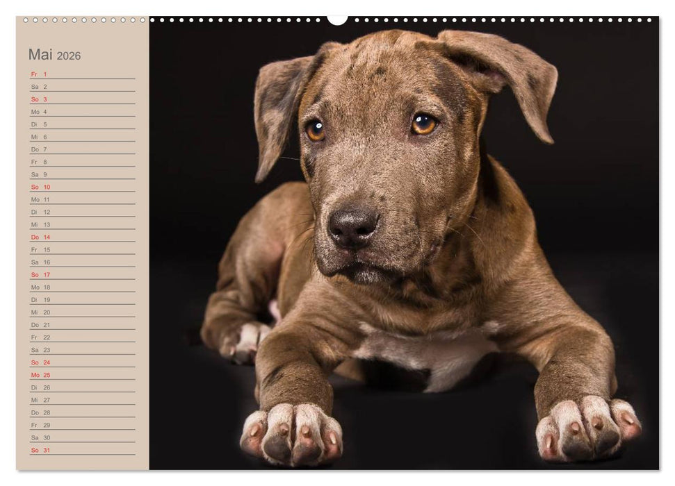 American Staff und Co. (CALVENDO Wandkalender 2026)