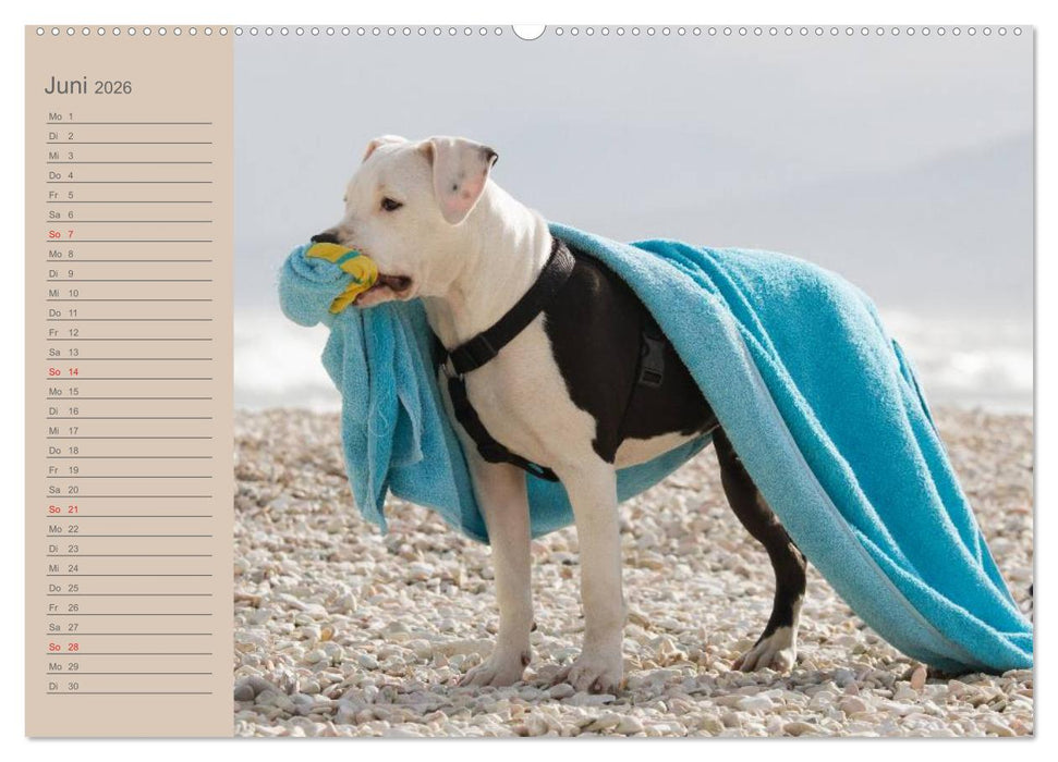 American Staff und Co. (CALVENDO Wandkalender 2026)