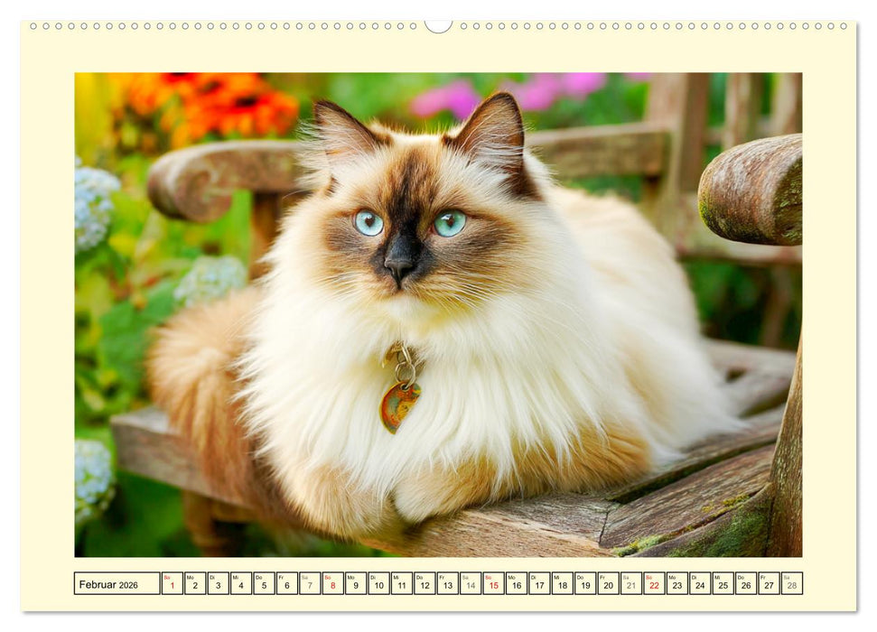 Liebliche Ragdolls. Katzen-Schönheiten in ihrer grünen Oase (CALVENDO Premium Wandkalender 2026)