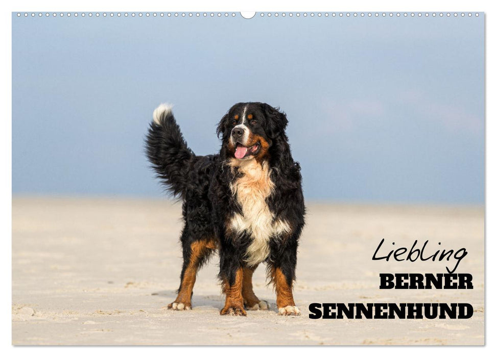 Liebling BERNER SENNENHUND (CALVENDO Wandkalender 2026)