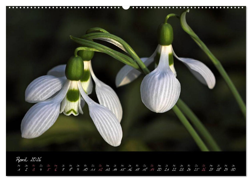 Soul-Jazz - Visuelle Musik der Blumen (CALVENDO Wandkalender 2026)