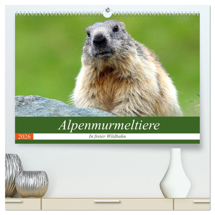 Alpenmurmeltiere in freier Wildbahn (CALVENDO Premium Wandkalender 2026)