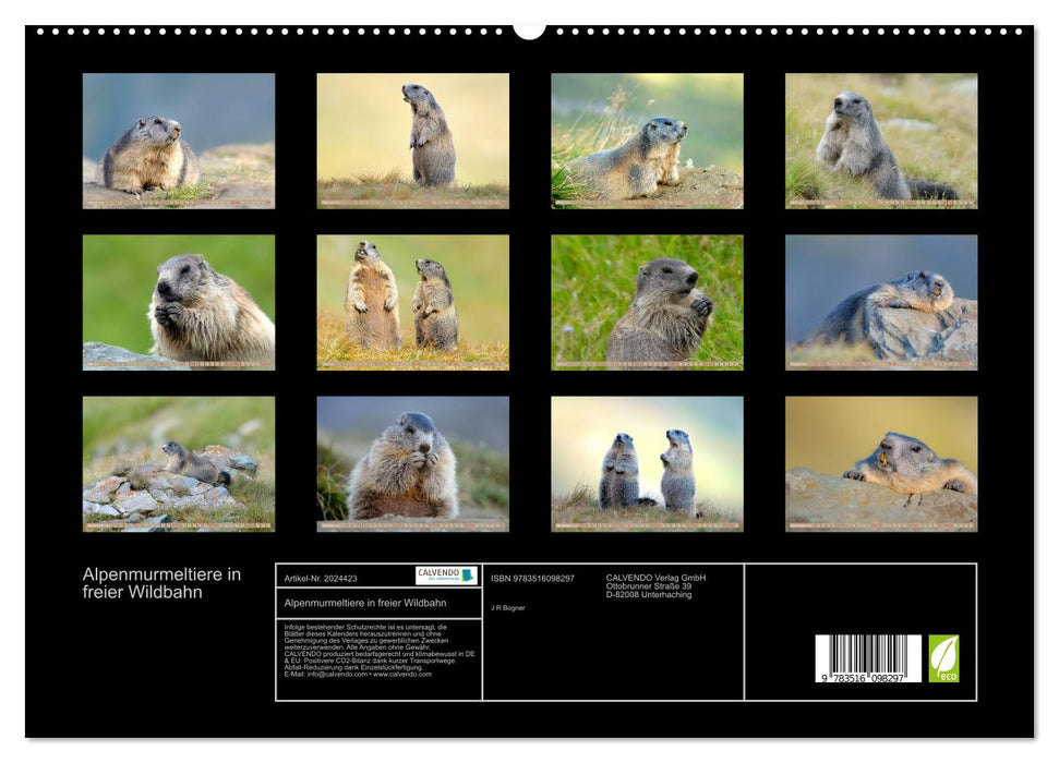 Alpenmurmeltiere in freier Wildbahn (CALVENDO Premium Wandkalender 2026)