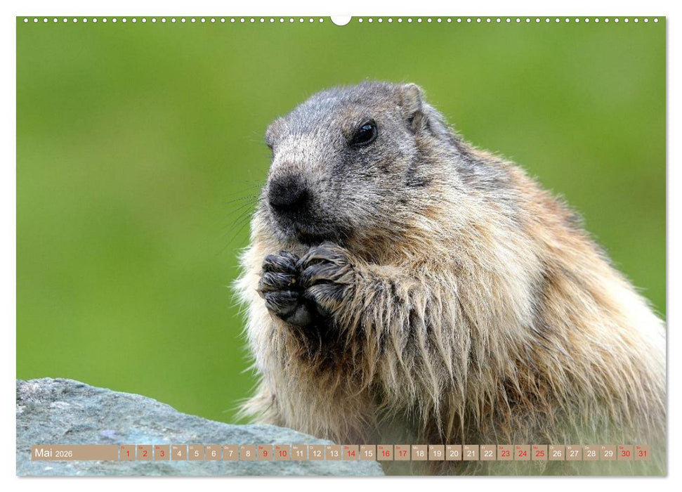 Alpenmurmeltiere in freier Wildbahn (CALVENDO Premium Wandkalender 2026)