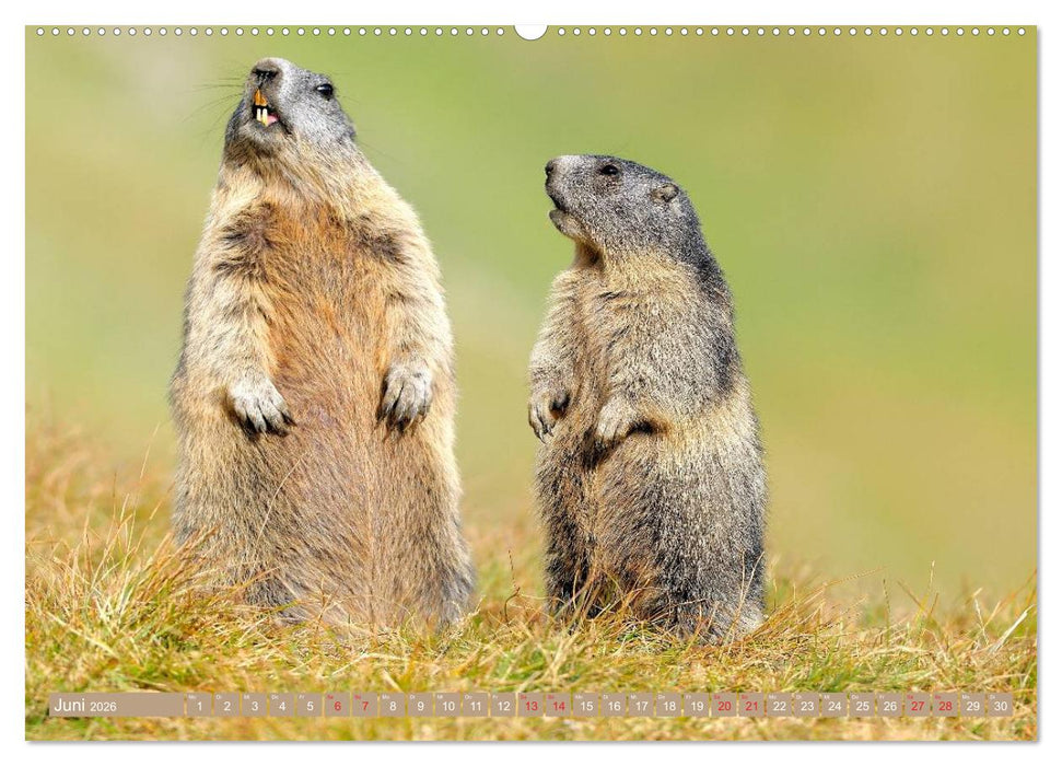 Alpenmurmeltiere in freier Wildbahn (CALVENDO Premium Wandkalender 2026)