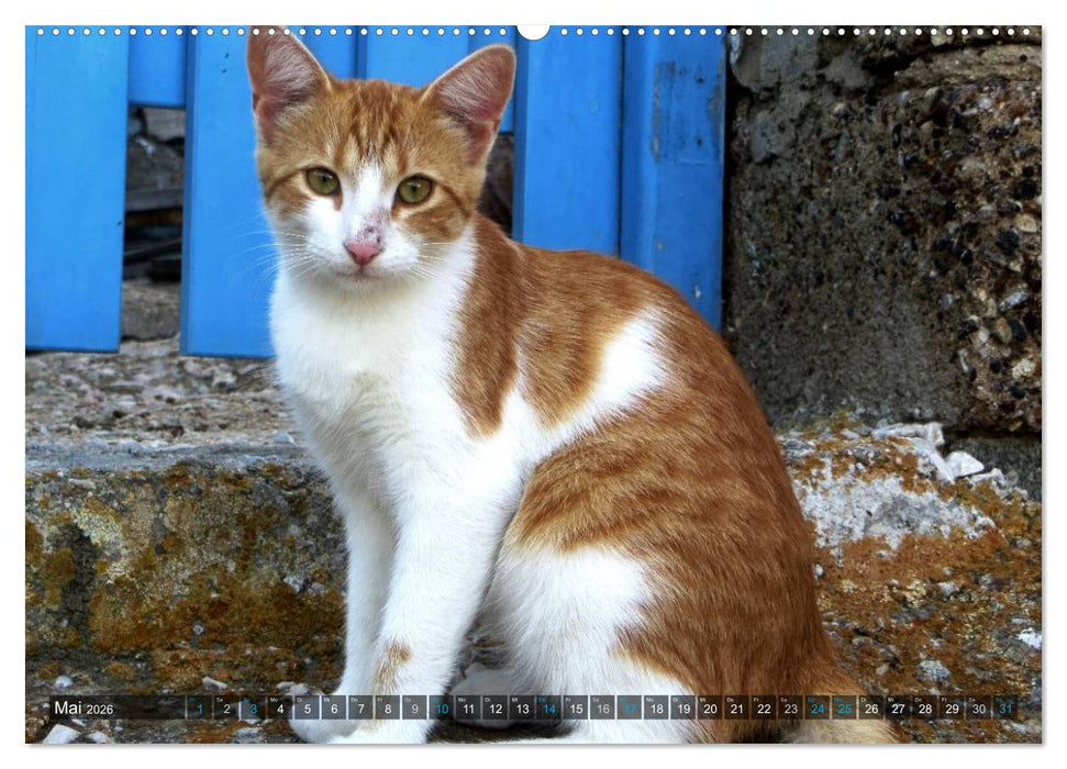 SAMTPFOTEN auf Mykonos (CALVENDO Premium Wandkalender 2026)